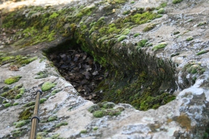Toma antropomorfa a la roca de nen entre les restes del poble de Vallferosa (Torà, Segarra)